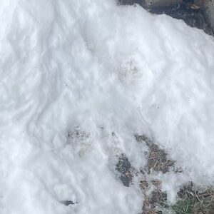 Meet your Posher, Garnet